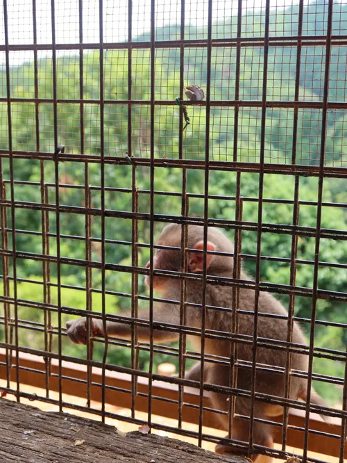 マイク・グリーン at 嵐山モンキーパークいわたやま