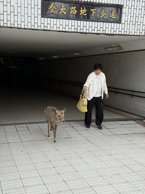 ジャクソン・ホーズ at 登大路地下歩道