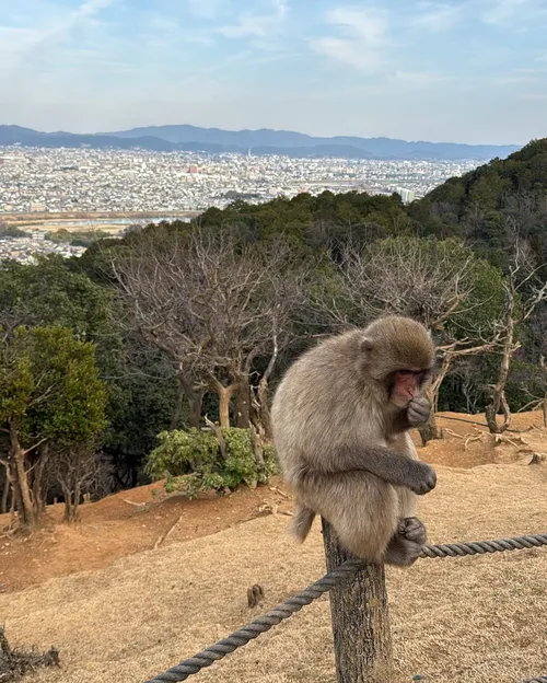 ダバンテ・アダムス at 嵐山モンキーパークいわたやま
