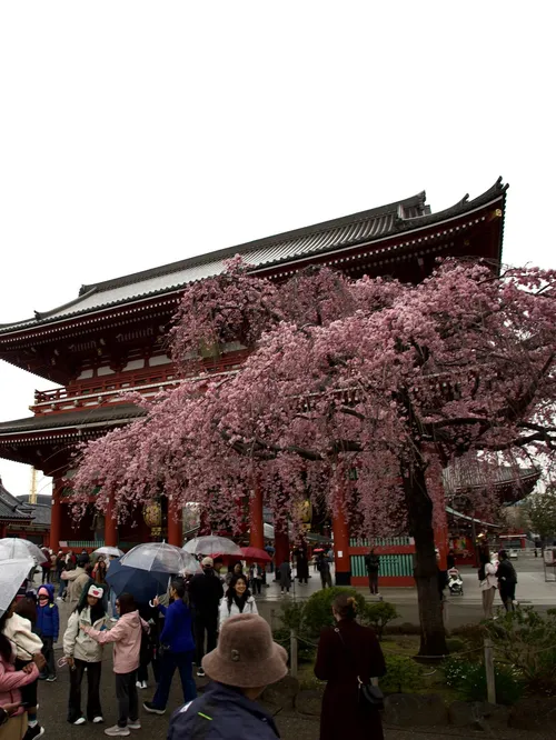 シラン・ニール at 東京 浅草浅草寺 宝蔵門