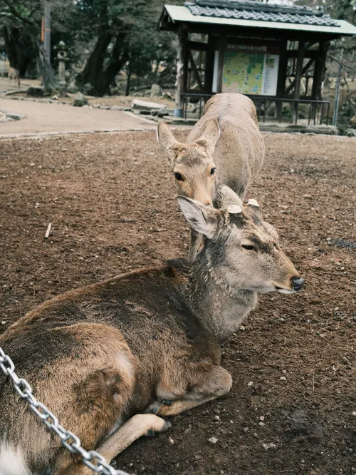 クウィティ・ペイ at 奈良